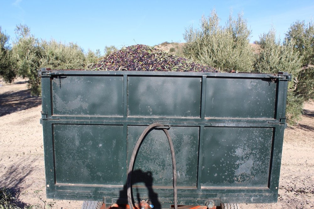 Remolque cargado de aceituna, listo para salir hacia la almazara.