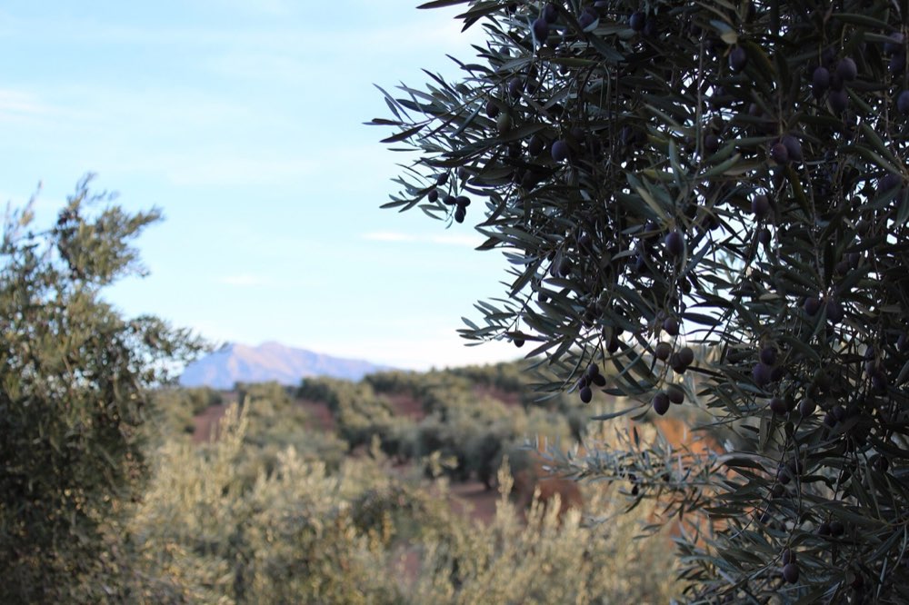 Rama de olivo cargada de aceituna, con el olivar y Sierra Mágina al fondo.