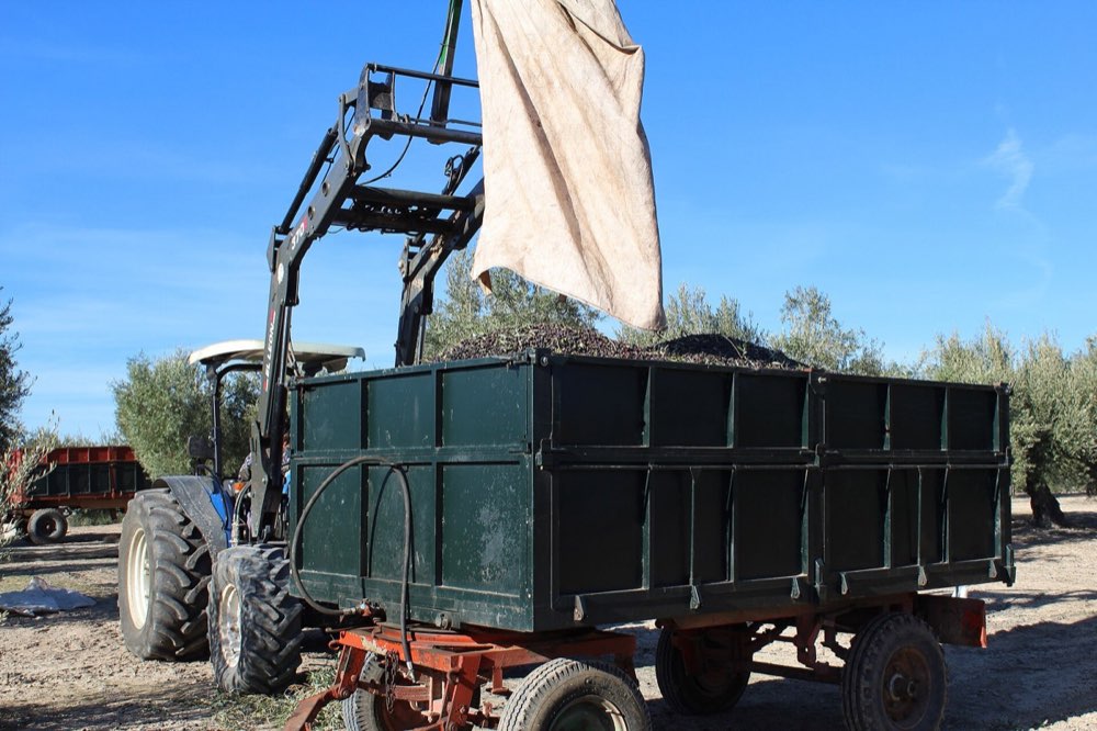 Jornaleros en la recolección de la aceituna en un olivar de Jaén.