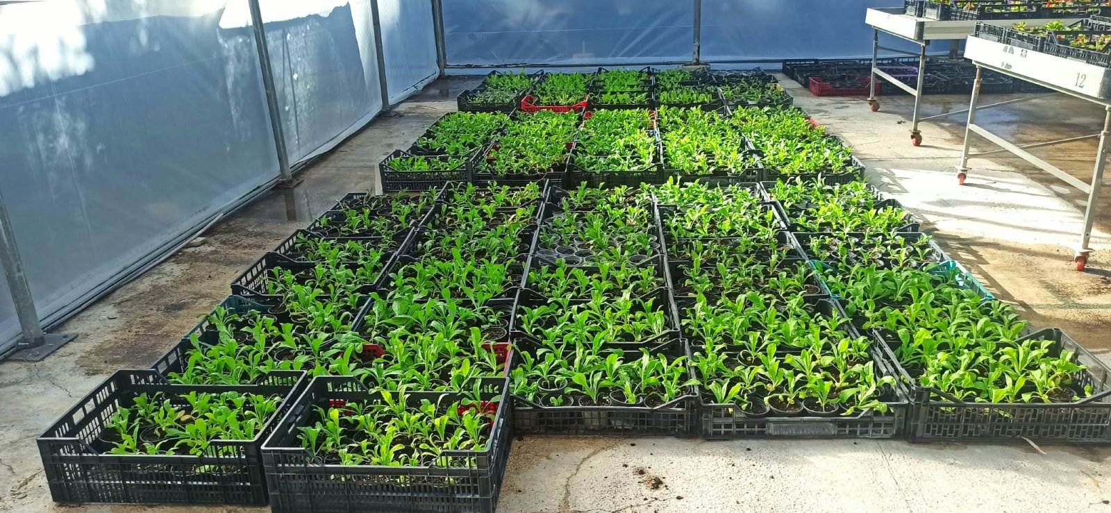 Imagen de la noticia: El Centro Especial de Empleo planta 4.000 flores de otoño-invierno desde la próxima semana